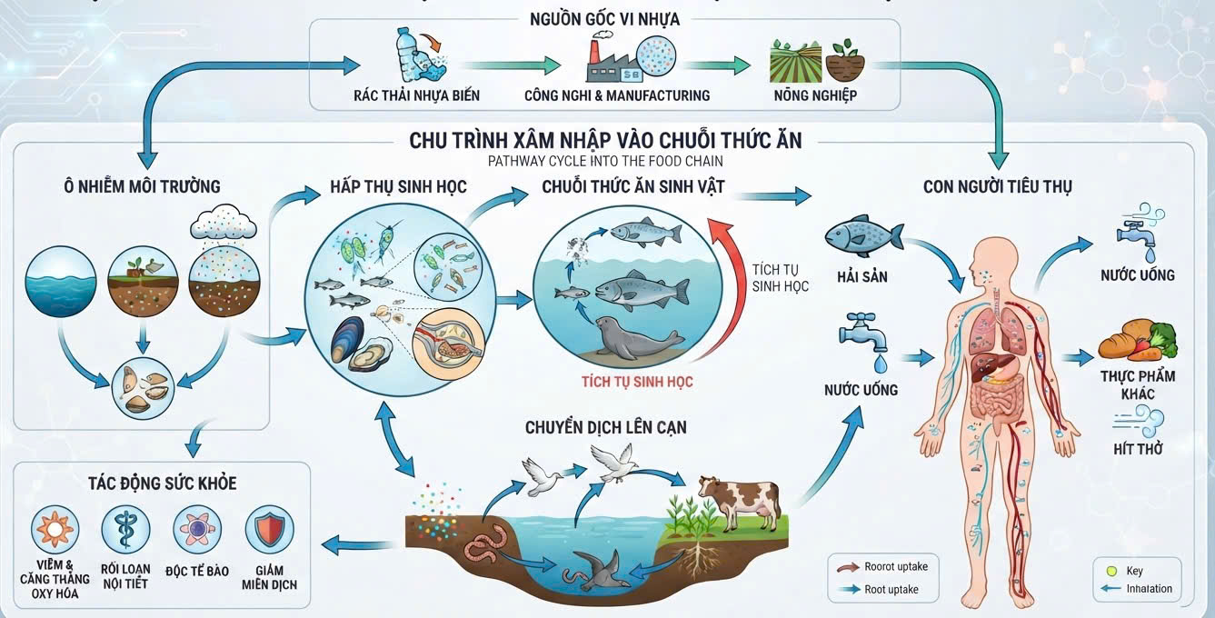 rac-thai-nhua-va-hat-vi-nhua-dang-tham-nhap-vao-co-the-con-nguoi-nhu-the-nao-1-17849039743051089959529 Rác thải nhựa và hạt vi nhựa đang thâm nhập vào cơ thể con người như thế nào? - Ảnh 1.