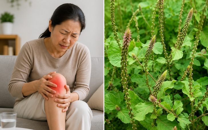 Ai không nên dùng cỏ xước? - Ảnh 2.