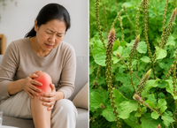 ThS. Lương y Phạm Đức Tuấn: Hành Trình Để Đạt Danh Hiệu Thầy Thuốc Đông Y Tiêu Biểu Toàn Quốc