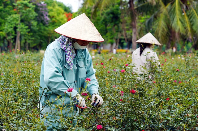 Công viên Thống Nhất chuẩn bị gì trước đại lễ 2/9- Ảnh 3.