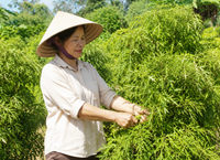 Những Lưu Ý Quan Trọng Khi Người Trên 50 Tuổi Uống Trà Xanh
