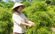 Những Lưu Ý Quan Trọng Khi Người Trên 50 Tuổi Uống Trà Xanh