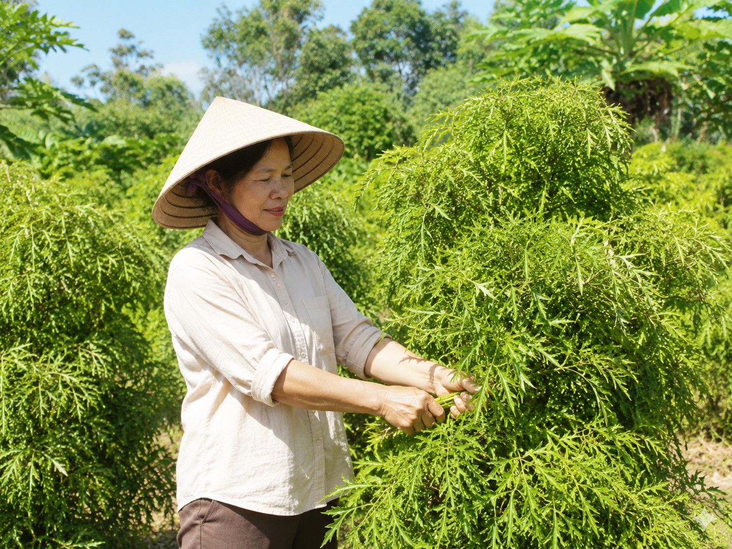 Thời điểm thu hái lá đinh lăng lý tưởng Thời điểm thu hái lá đinh lăng lý tưởng
