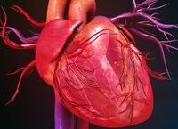 Thiên Tai Tại Lâm Đồng và Đắk Lắk: Cảnh Bạo Lốc, Cây Cối Bị Đổ