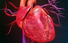 Thiên Tai Tại Lâm Đồng và Đắk Lắk: Cảnh Bạo Lốc, Cây Cối Bị Đổ