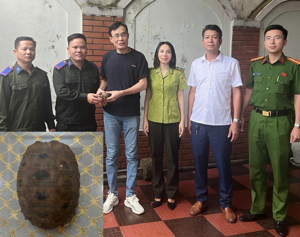 Hành Động Đẹp Của Gia Đình Giao Nộp Rùa Núi Vàng Quý Hiếm