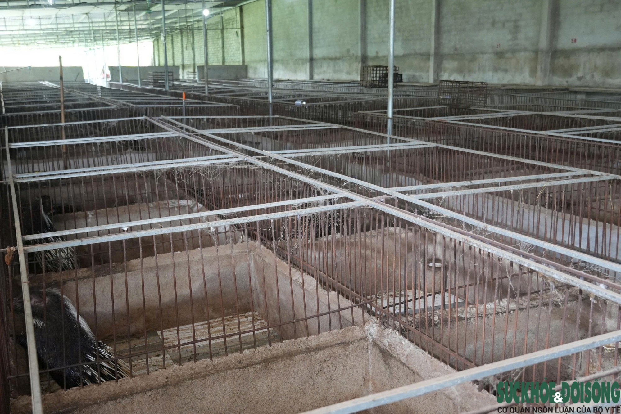 Hệ thống chuồng nuôi nhím kiên cố Hệ thống chuồng nuôi nhím kiên cố