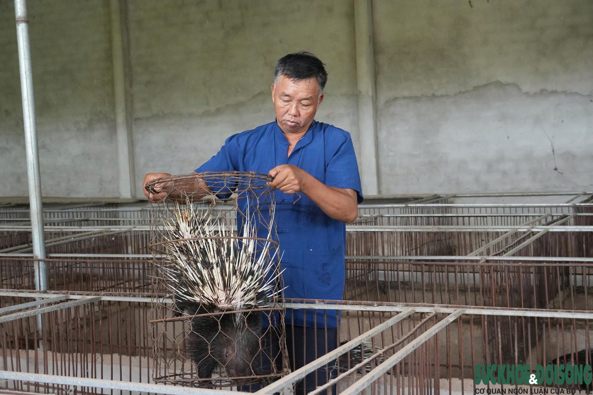 Khám Phá Mô Hình Nuôi Nhím Thành Công Tại Nghệ An