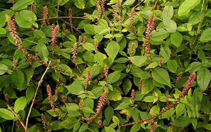Rễ cỏ xước có tác dụng chữa bệnh gì?  - Ảnh 2.