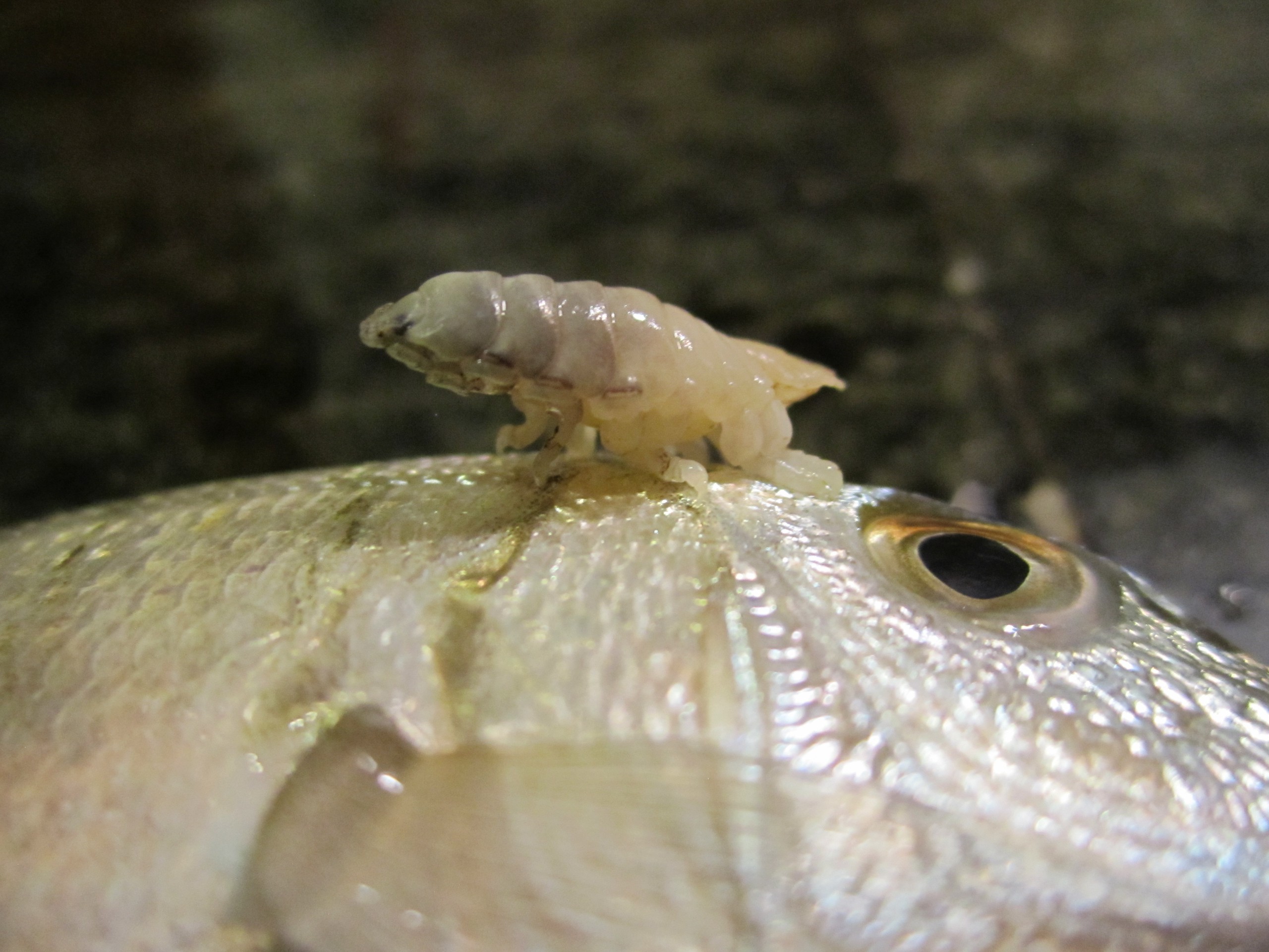 Khám Phá Sinh Vật Ký Sinh Có Khả Năng Biến Hình Đặc Biệt: Cymothoa Exigua