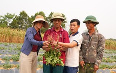 Cuộc Truy Lùng Kẻ Trộm Chó: Hành Trình Kịch Tính Từ Chốn Thành Phố
