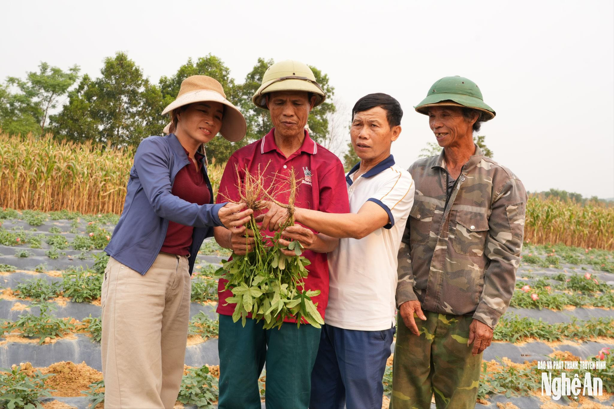 Đổi mới và phát triển bền vững ngành dược liệu tại Nghệ An