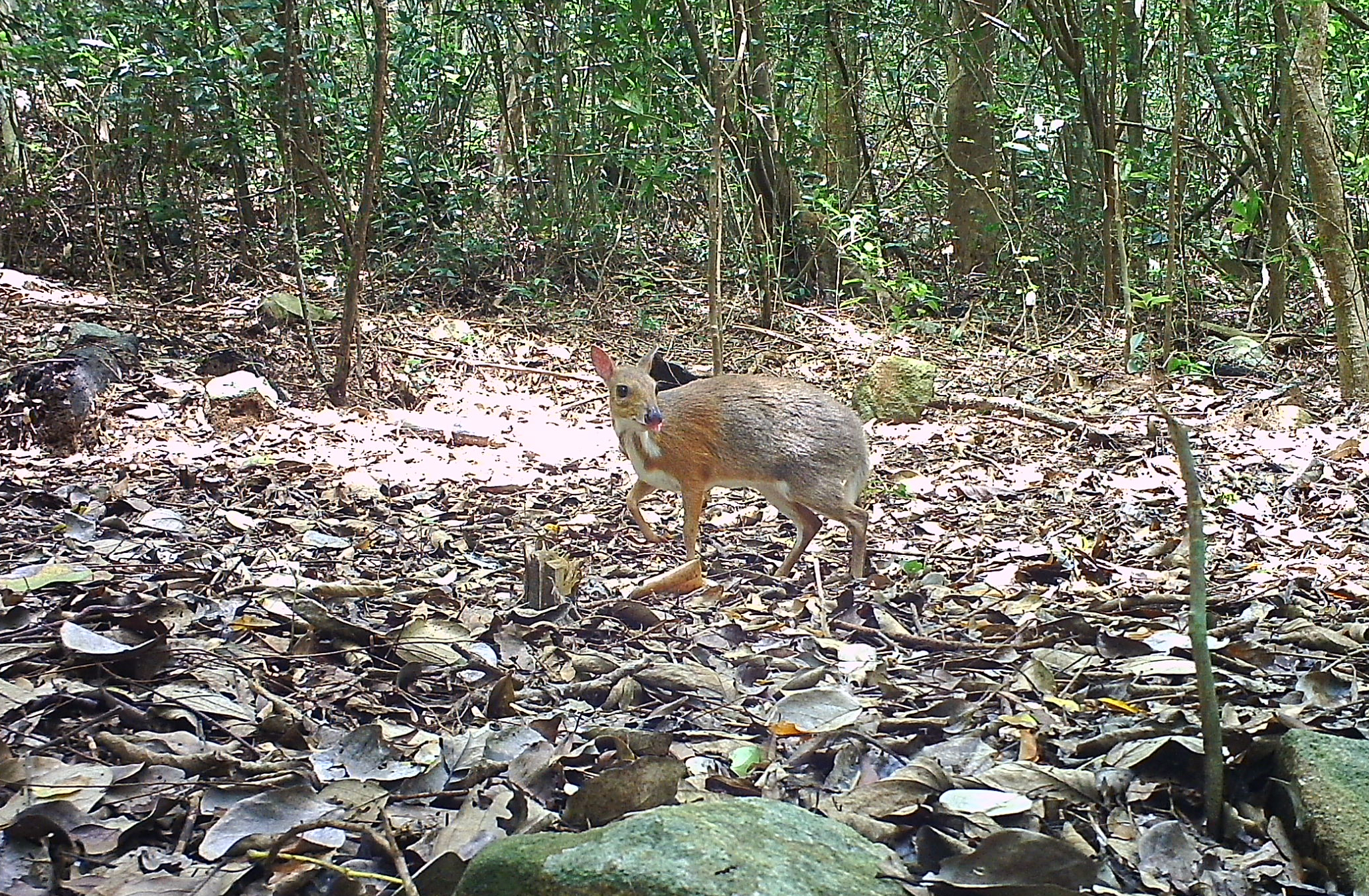 edit-cheo-cheo-lung-bac-co-ten-khoa-hoc-la-silver-backed-chevrotain-duoc-ghi-nhan-xuat-hien-tai-vqg-nui-chua-17861655599321637789463 Khám Phá Các Loài Động Vật Hiếm Gặp Tại Rừng Khánh Hòa- Ảnh 1.