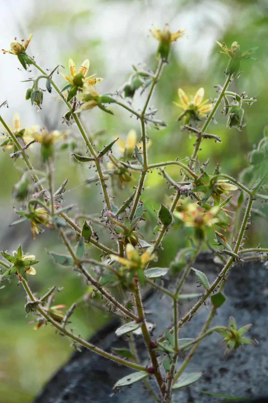 Khám Phá Những Điều Thú Vị Về Cây Ăn Thịt Saxifraga Candelabrum