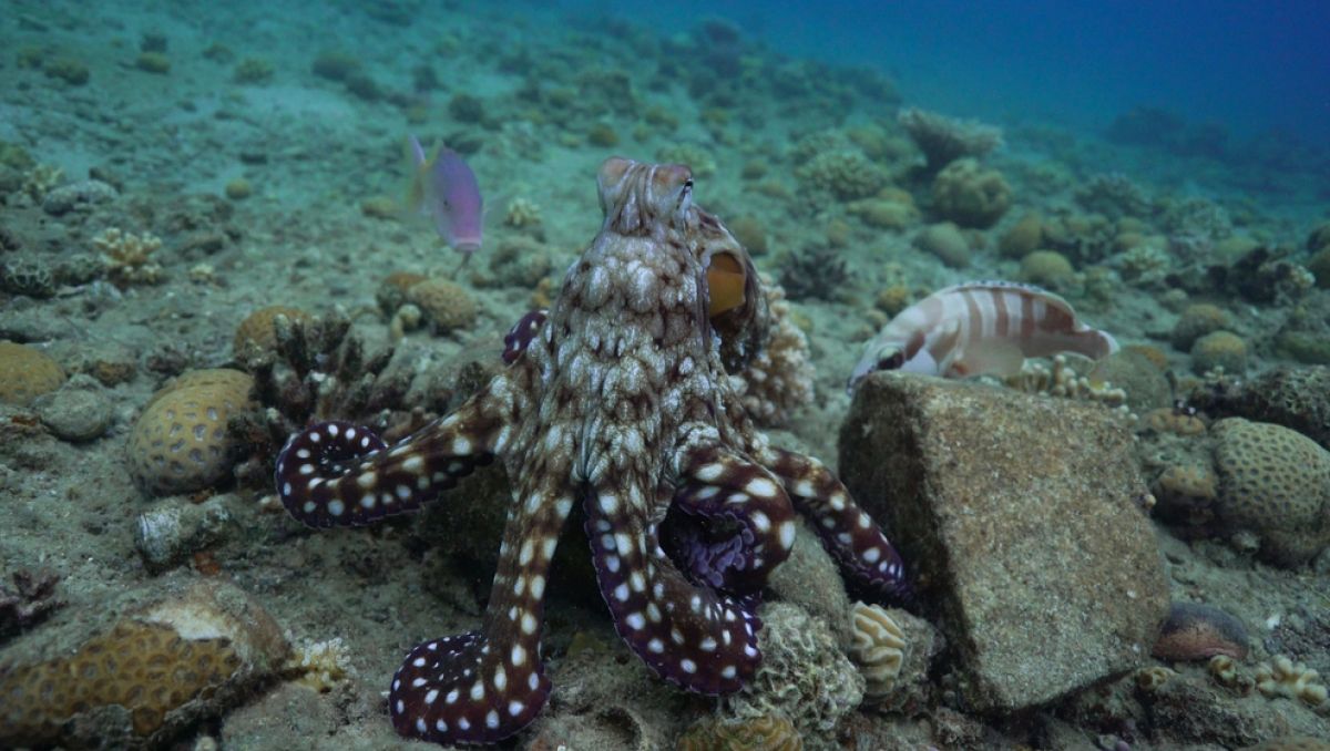 octopus-17877419442231815080438 Hành vi của bạch tuộc khi đi săn khiến giới khoa học 'tranh cãi'- Ảnh 1.