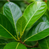 Những Đối Tượng Nào Nên Tránh Sử Dụng Cỏ Xước?