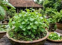 Khám Phá Lợi Ích Của Sức Mạnh Cơ Đùi Đối Với Sức Khỏe