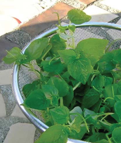 Khám Phá Những Món Ăn Dinh Dưỡng Từ Rau Càng Cua - Ảnh 4.