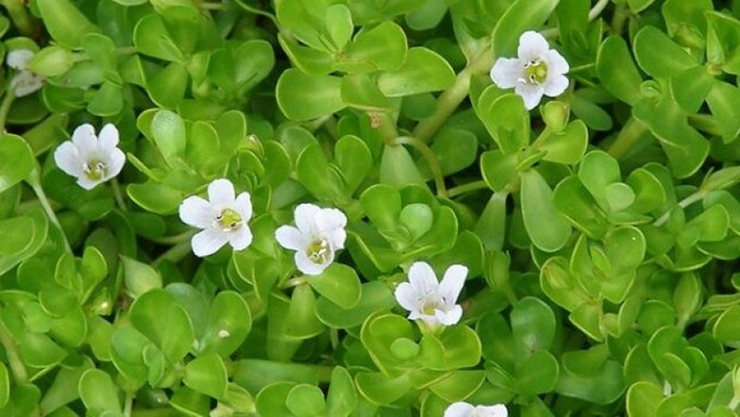 Khám Phá Rau Đắng Biển: Tác Dụng Đối Với Trí Nhớ Và Nhận Thức