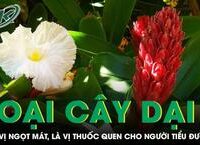 7 Thói Quen Vàng Giúp Kéo Dài Tuổi Thọ của Bạn