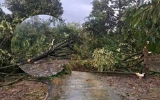 Những Tuyên Bố Gây Chú Ý Của Huấn Hoa Hồng, Phú Lê và Khánh Sky