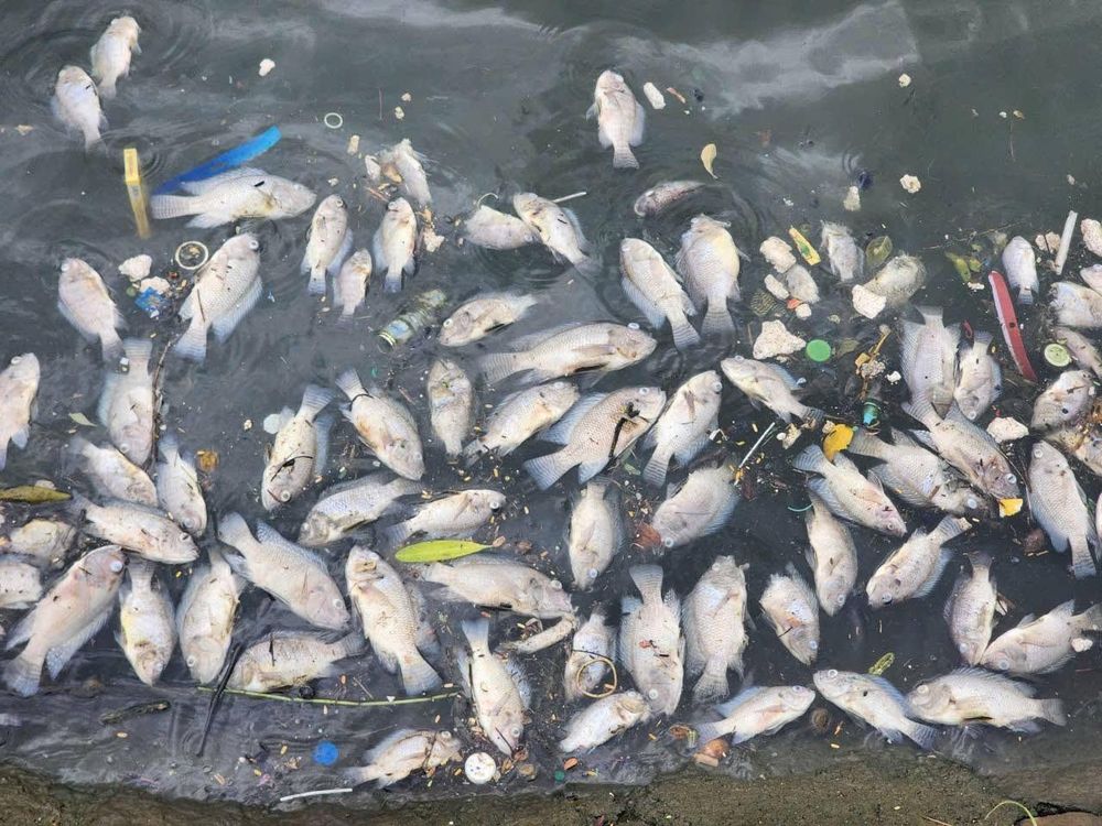 7acbfb194652af0cf643-17883101434821343933137 Cá chết hàng loạt ở hồ Bồng Sơn - Hà Tĩnh- Ảnh 1.
