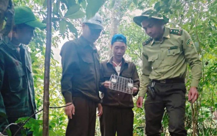 Khám sức khỏe cho hổ Đông Dương - Ảnh 11.