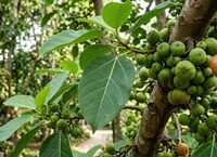 8 Thói Quen Vàng Để Cải Thiện Giấc Ngủ Và Tăng Cường Sức Khỏe Não Bộ