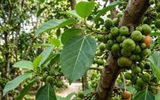 8 Thói Quen Vàng Để Cải Thiện Giấc Ngủ Và Tăng Cường Sức Khỏe Não Bộ