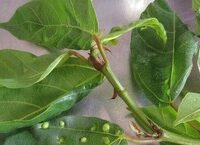 Đi bộ hiệu quả: 3 điều chỉnh nhỏ để biến cuộc dạo bộ thành buổi tập thực thụ