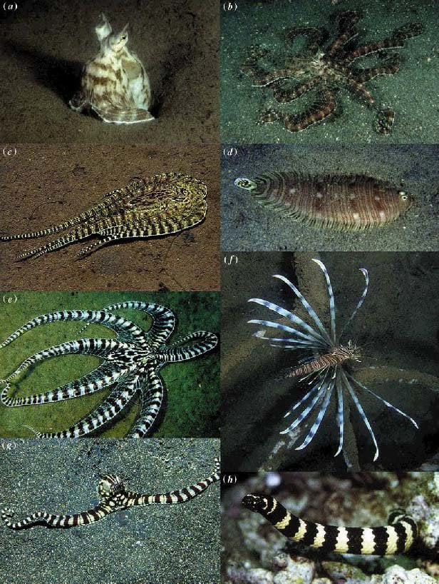 mimic-octopus-a-sentinel-state-in-mouth-of-burrow-b-normal-foraging-colour-178817739323684464171 Loài bạch tuộc tự vệ bằng cách tự biến mình thành 3 sinh vật khác nhau- Ảnh 2.