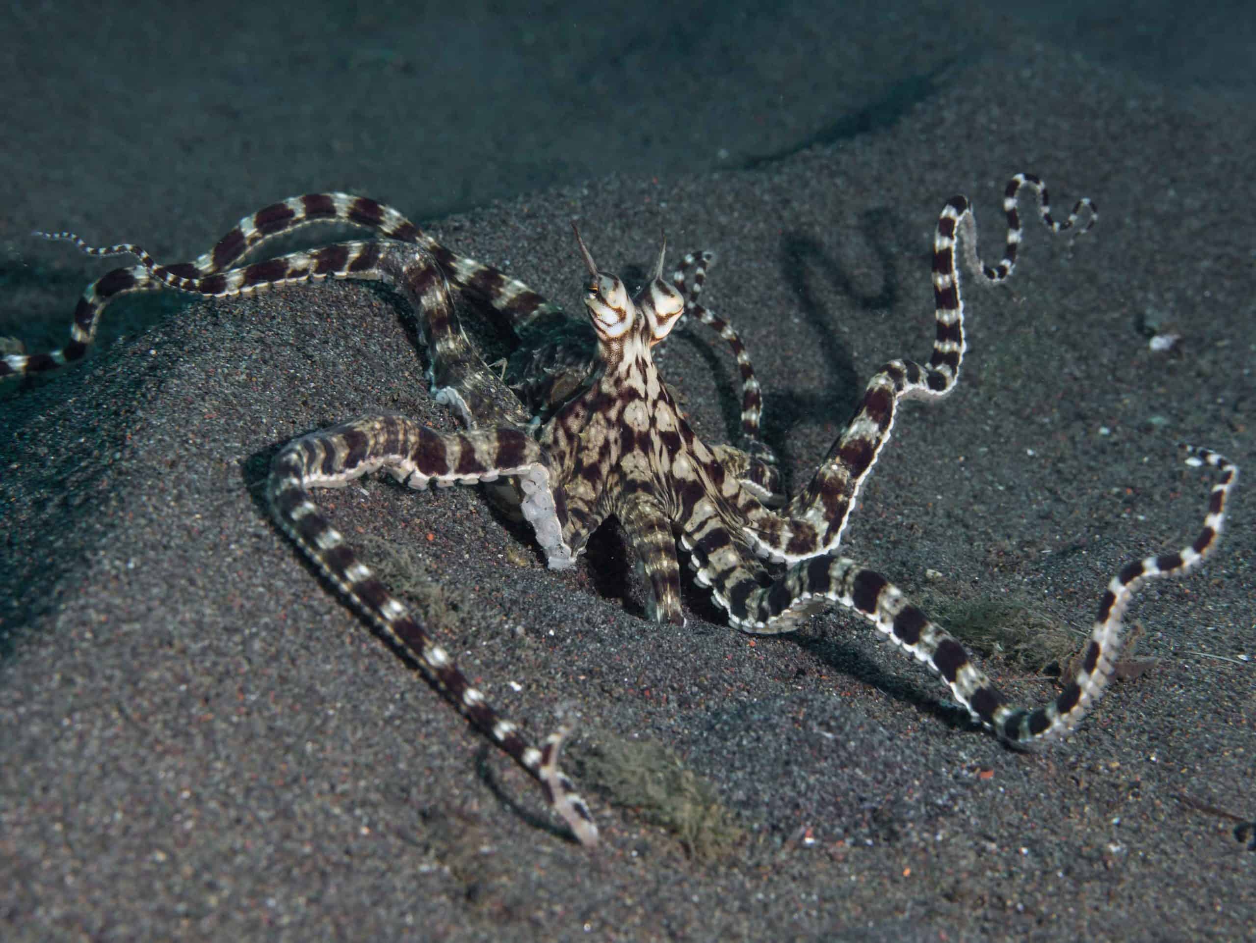 mimicoctopus9web-scaled-1788177760649663896531 Loài bạch tuộc tự vệ bằng cách tự biến mình thành 3 sinh vật khác nhau- Ảnh 1.